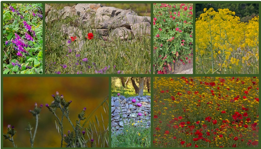 Wildflower collage