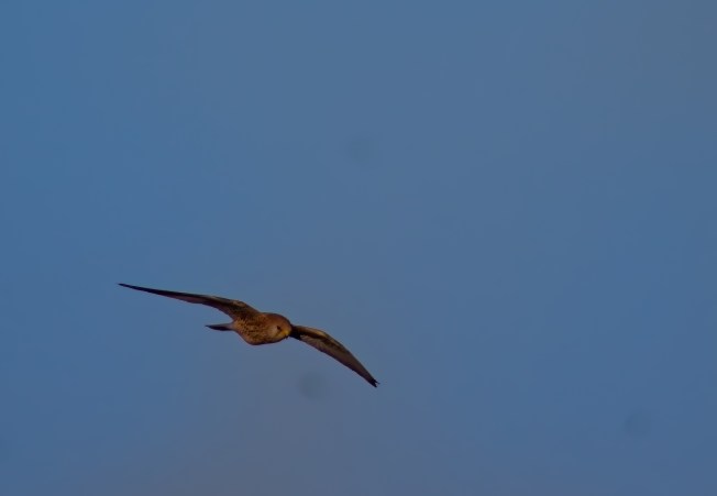 Eurasian Kestrel in flight