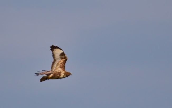 Eurasian Marsh Harrier