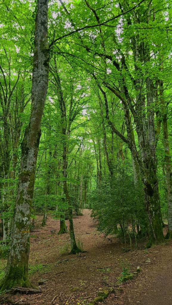 Foresta Umbra