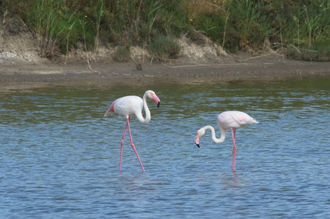 Greater Flamingo pair