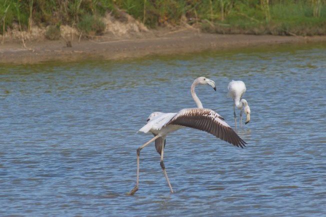 Juvenile Greater Flamingo ready to fly
