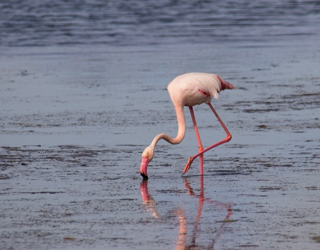 Greater Flamingo