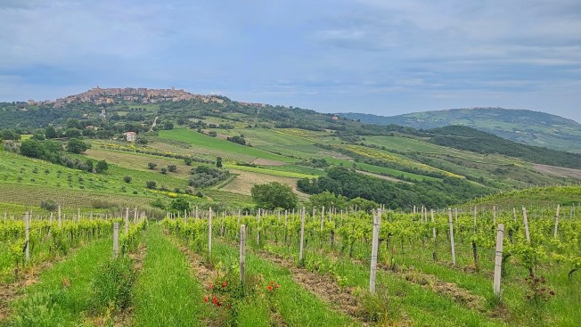 Molise vineyard
