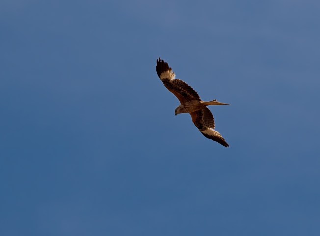 Red Kite